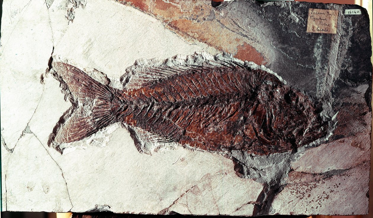 Prehistoria: fósil de pez Sparnodus Elongatus del sitio de Monte Bolca (Italia). Período Eoceno de Prehistoric Prehistoric