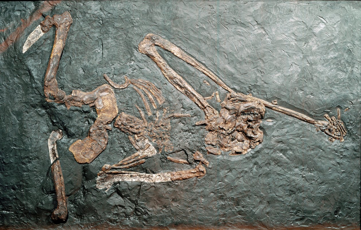 Prehistoria: fósil del gran primate Oreopithecus (Oreopithecus bambolii) del Monte Bamboli (Grosseto). Era Mioceno. Museo cívico de historia natural, Milán de Prehistoric Prehistoric