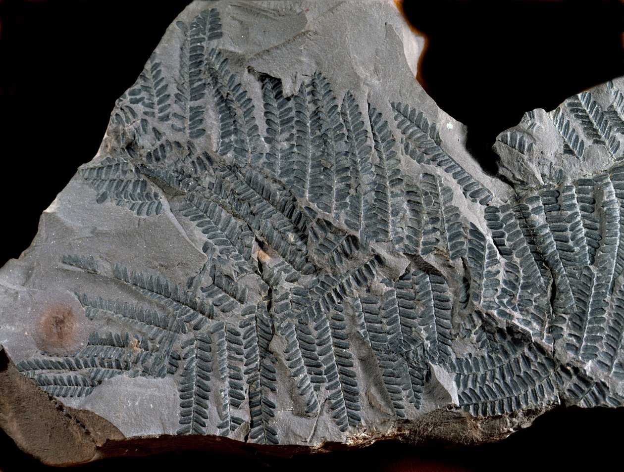 Prehistoria: período del carbonífero superior. Fósil de Acitheca Poymorphe de la familia de los helechos. Hallazgo en Gottelborn en Alemania de Prehistoric Prehistoric