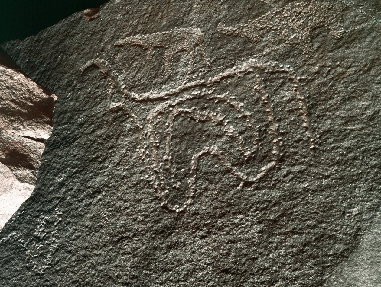 Prehistoria, arte rupestre: una roca con la representación de un ganado. Estilo Tazina. Edad de Piedra 5000-2000 a.C. Taghit, Alto Plateau del Hoggar (Ahaggar), Argelia de Prehistoric Prehistoric