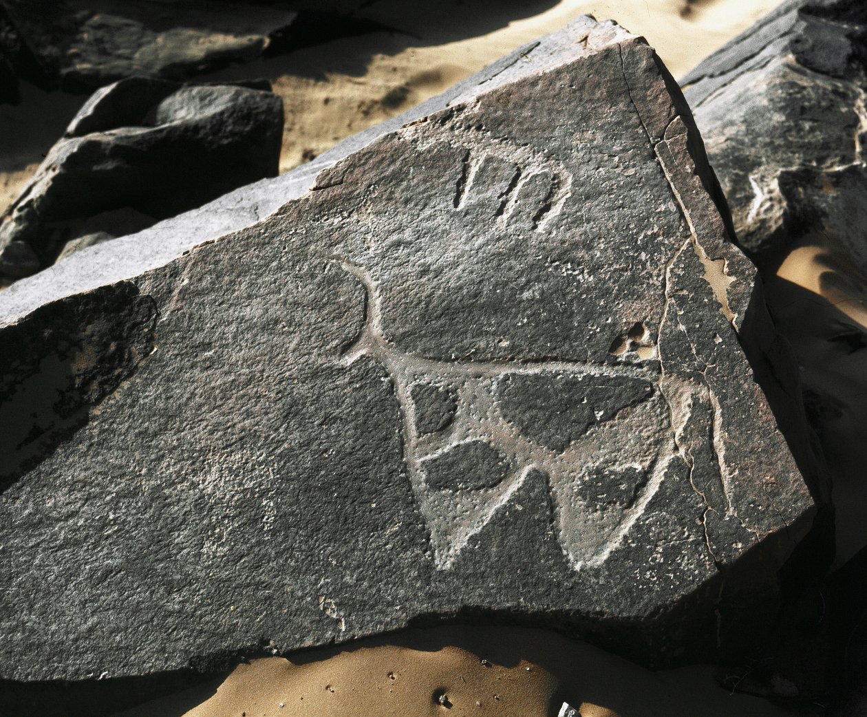 Prehistoria, arte rupestre: representación de un ganado (estilo Tazina) de Prehistoric Prehistoric