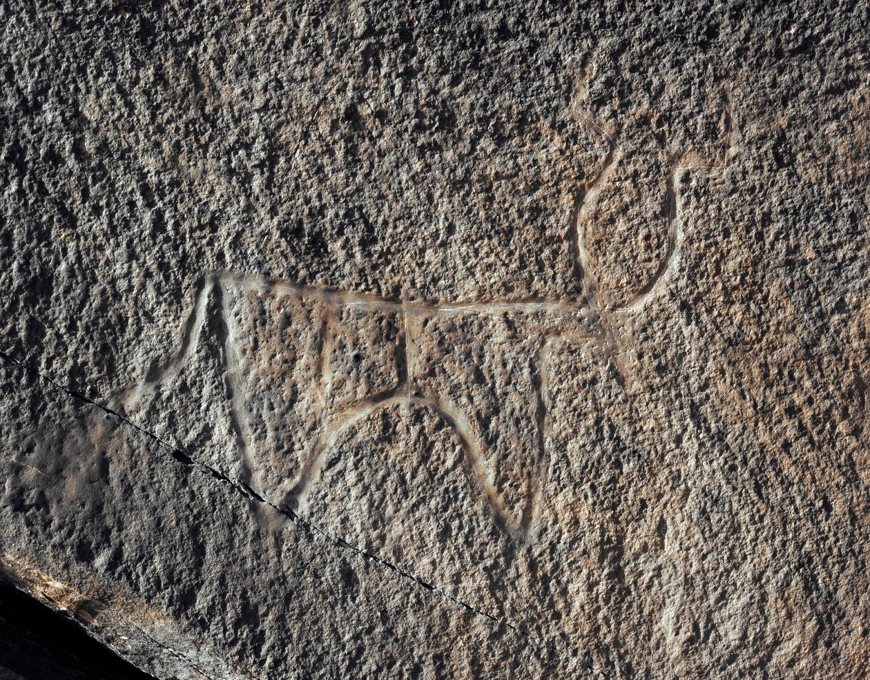 Prehistoria, arte rupestre: representación de un ganado (estilo Tazina) de Prehistoric Prehistoric