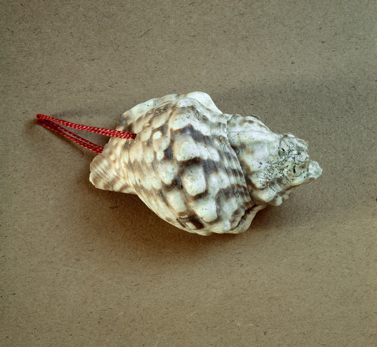 Prehistoria: concha de Tritón nodifer perforada, usada como silbato de la Necrópolis de Arene Candide (Finale Liguria), Liguria. Neolítico Medio, Edad de Piedra. Génova, Museo de Arqueología Ligure de Prehistoric Prehistoric