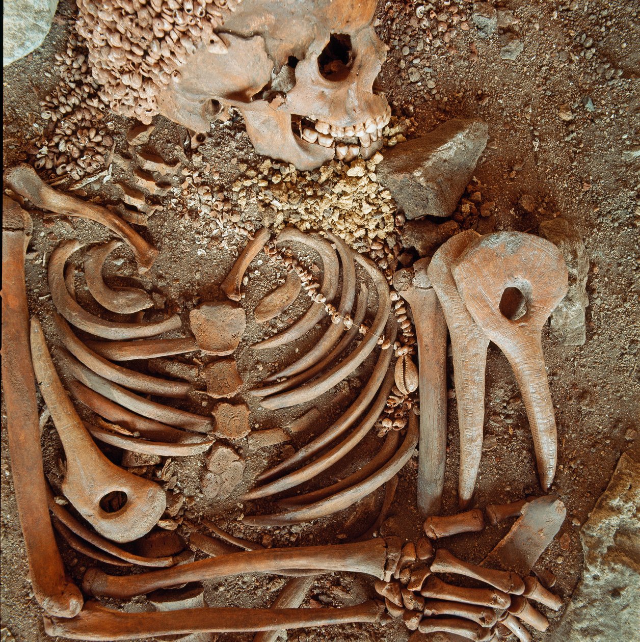 Prehistoria: esqueleto y ajuar funerario de adolescentes llamado del joven príncipe de la cueva de Arene Candide (Finale Ligure): collar de conchas, cuerno de ciervo y sílex. Edad de Piedra, Paleolítico Superior. Génova, Museo de Arqueología Ligure de Prehistoric Prehistoric