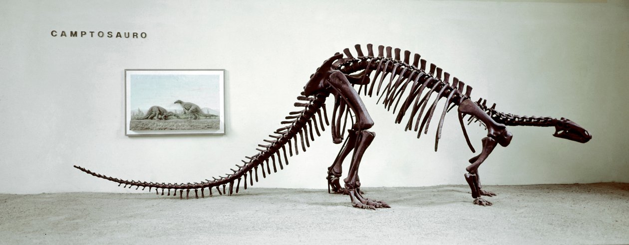 Prehistoria: esqueleto del dinosaurio camptosaurio (Camptosaurus Browni). Período del Jurásico Superior. Museo cívico de historia natural, Milán de Prehistoric Prehistoric