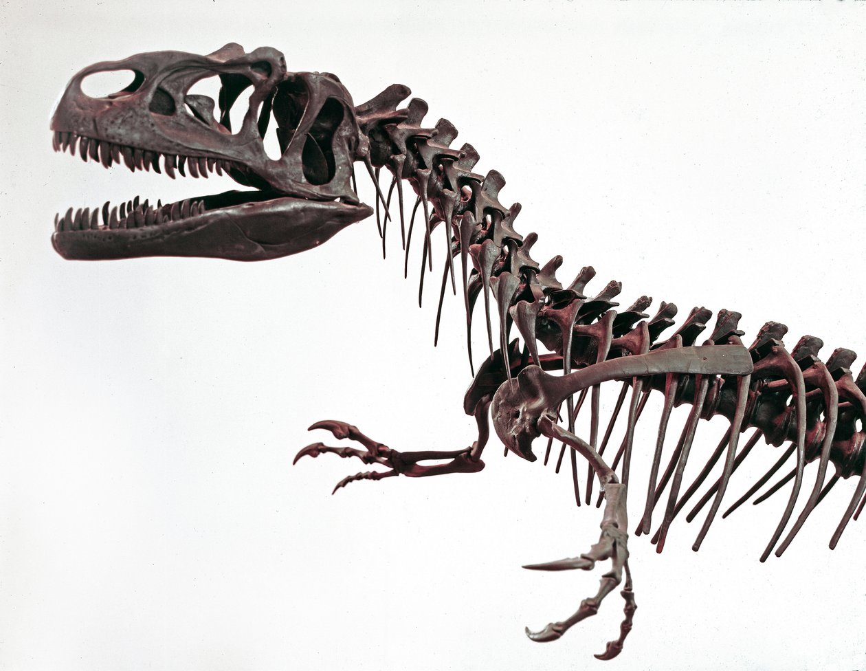 Prehistoria: esqueleto del dinosaurio Allosaurus fragilis. Período del Jurásico Superior de Prehistoric Prehistoric