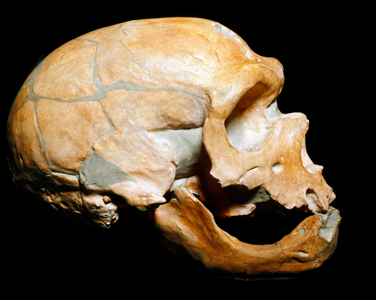 Prehistoria: cráneo del Hombre de la Capilla a los Santos de Prehistoric Prehistoric