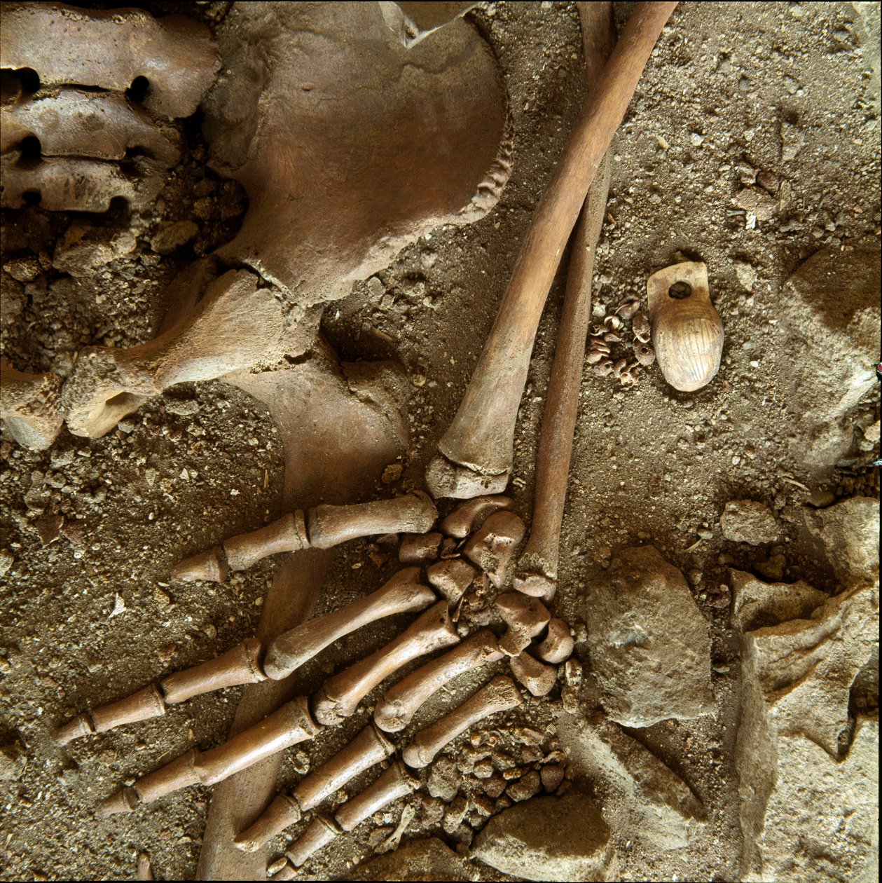 Prehistoria: sepultura de adolescente. Vista detallada del ajuar funerario de la cueva de Arene Candide (Finale Ligure), Liguria. Paleolítico Superior, 24000 a.C. Génova, museo di archeologia ligure de Prehistoric Prehistoric