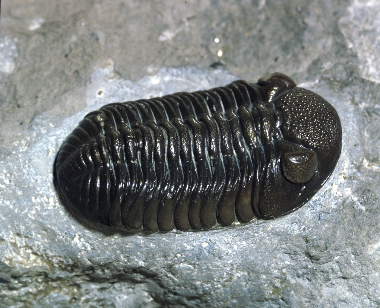 Prehistoria: fósil de trilobite Phacops Rana (artrópodo). Edad del Paleozoico, período Devónico. Encontrado en Ohio, Estados Unidos de Prehistoric Prehistoric