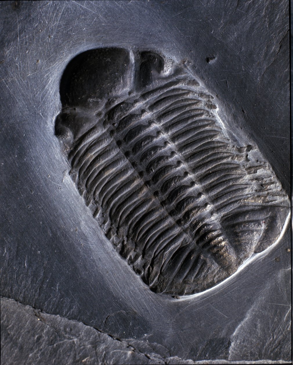 Prehistoria: fósil de trilobite Phacops Rana (artrópodo). Edad del Paleozoico, período del Devónico. Encontrado en la zona de Bundenbach en Alemania. de Prehistoric Prehistoric