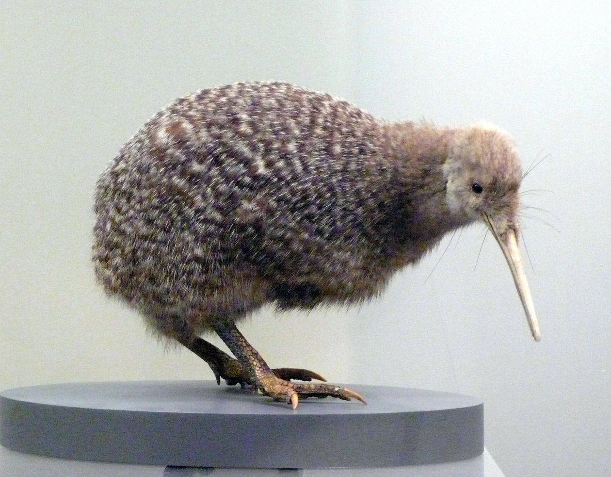 Muestra de ave disecada kiwi (apterygides), incapaz de volar. Museo de Auckland, Nueva Zelanda de Prehistoric Prehistoric