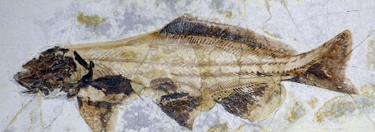 Huella fósil de esturión, Cretácico inferior (objeto) de Prehistoric Prehistoric