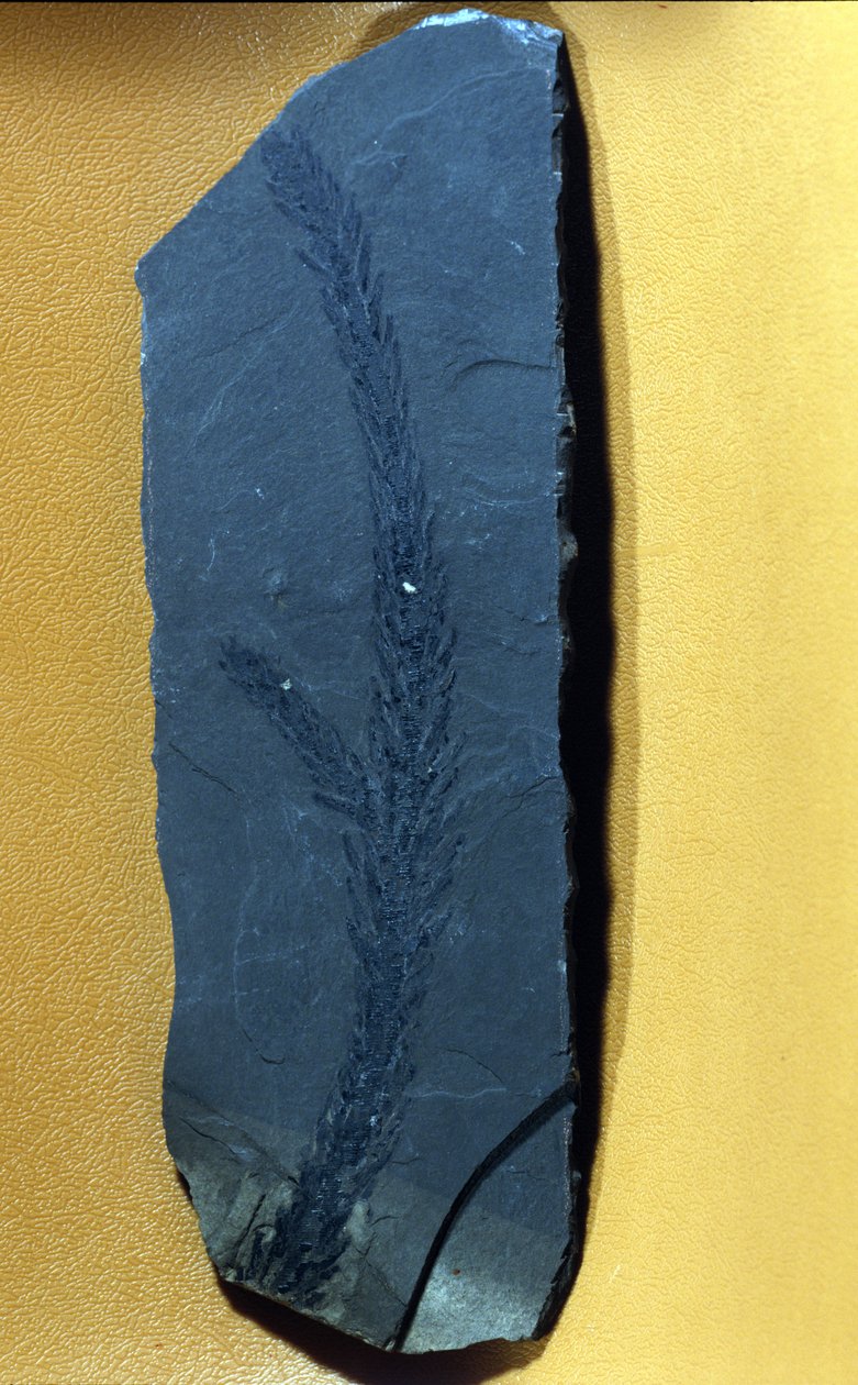 Prehistoria: Glyptolepsis keuperiana, fósil de conífera del período triásico superior, era mesozoica de Prehistoric Prehistoric