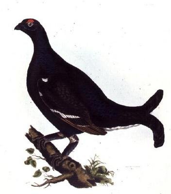 Urogallo negro, de 