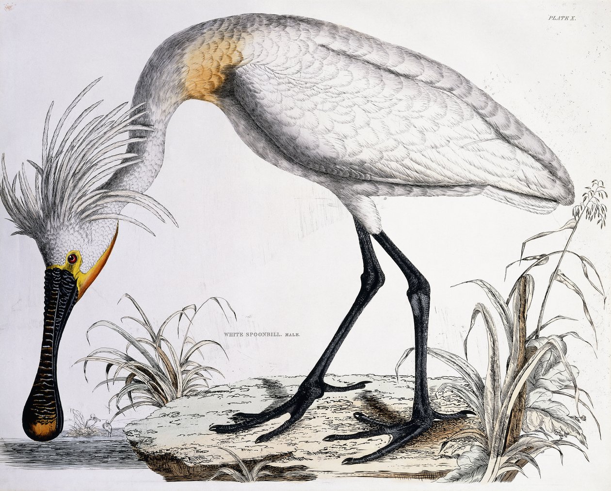 Espátula blanca, 1834 de Prideaux John Selby
