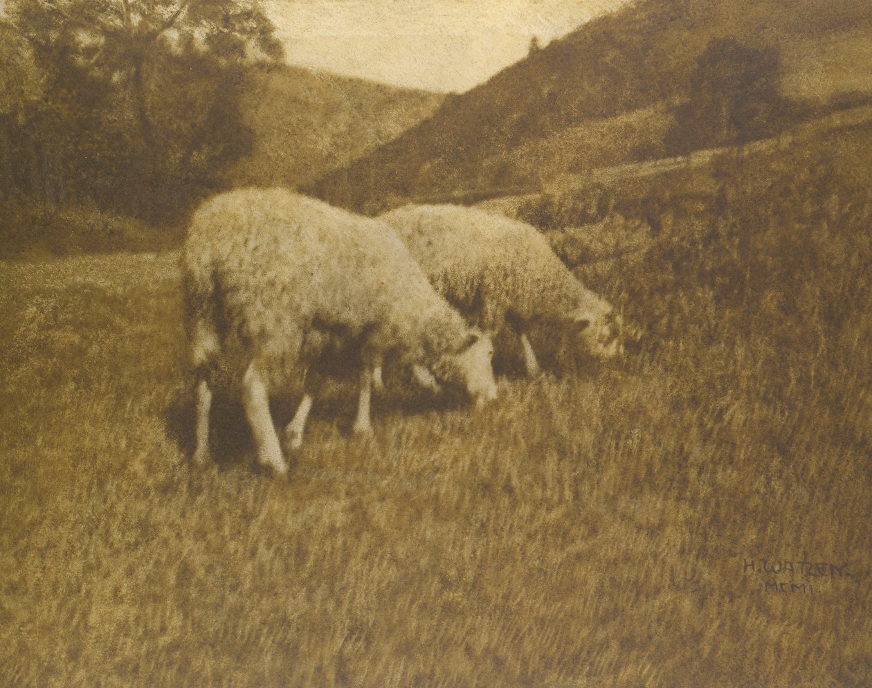 Ovejas de Professor Hans Watzek