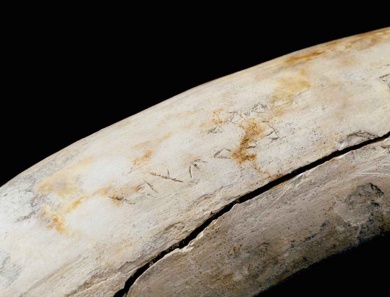 Arte púnico (cartaginense): defensa de marfil con inscripción grabada. De Bajo de la Campana (Cartagena) Museo de Cartagena, Cartagena, España de Punic Punic