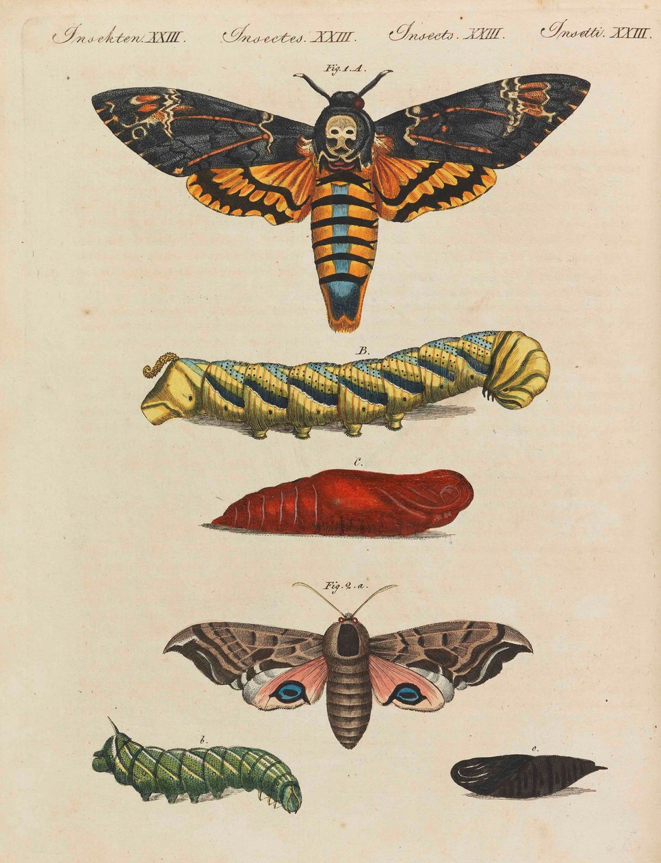 Libro de imágenes para niños Enciclopedia infantil de Friedrich Johann Justin Bertuch, 1798-1830 de Pupils of the Weimar Princely Free