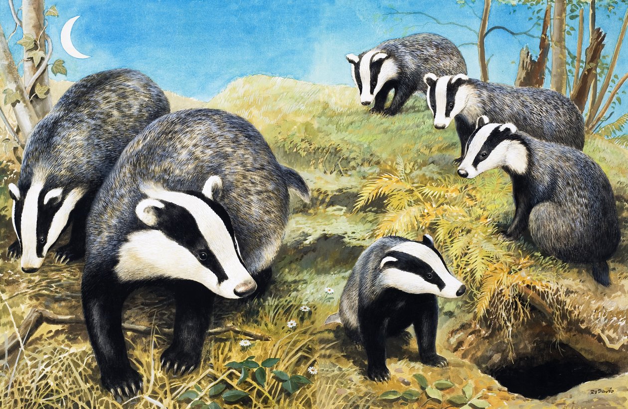 Tejones, de "Nature Wonderland de R.B. Davis