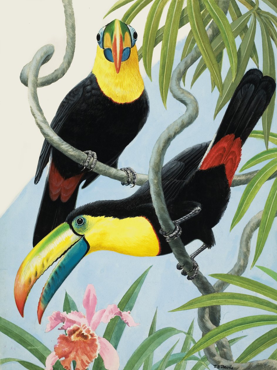 Aves de pico grande de R.B. Davis