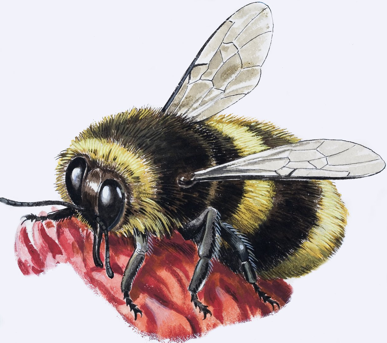 Honey Bee (gouache sobre papel) de R.B. Davis