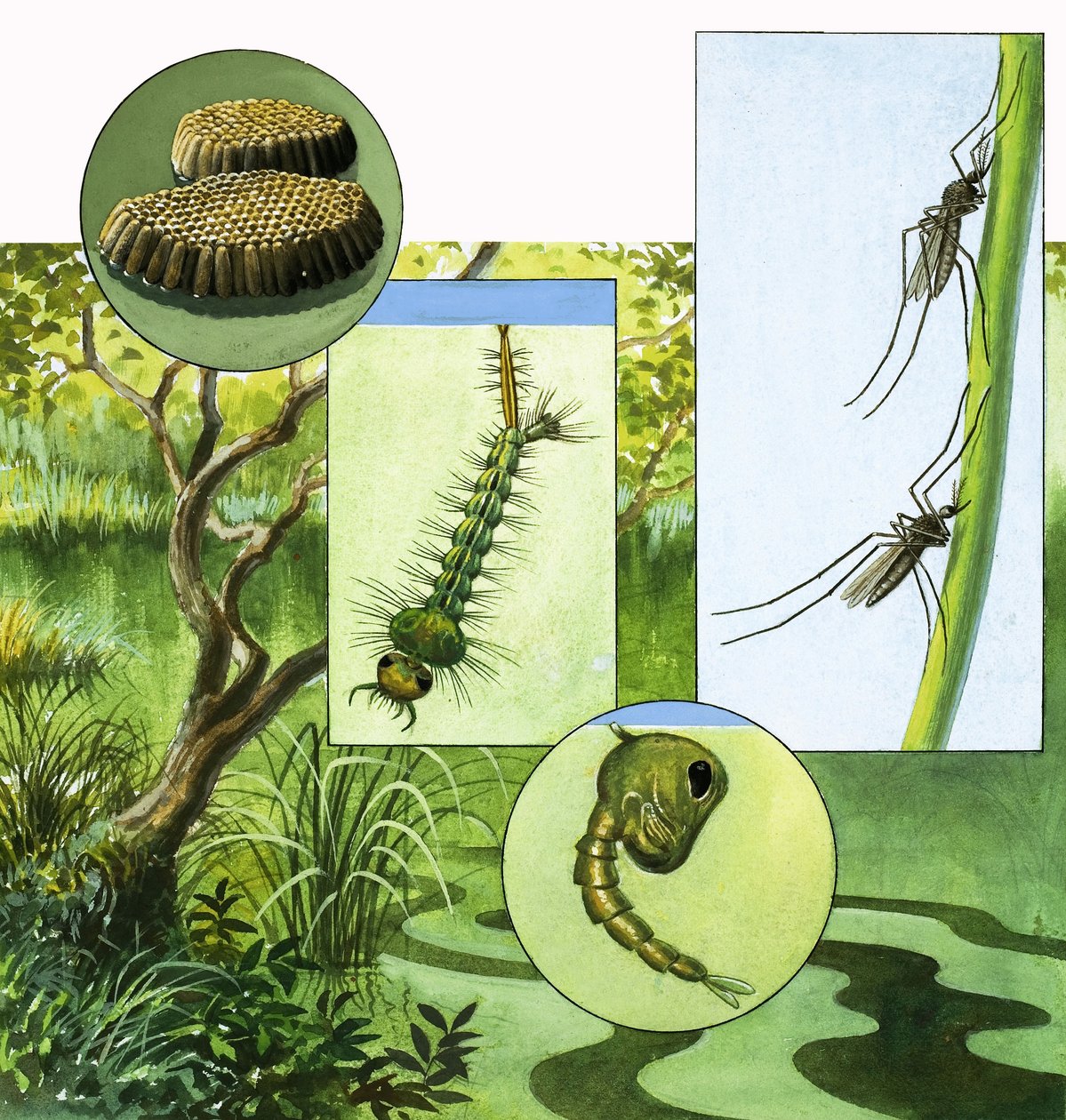Ciclo de vida del mosquito de R.B. Davis
