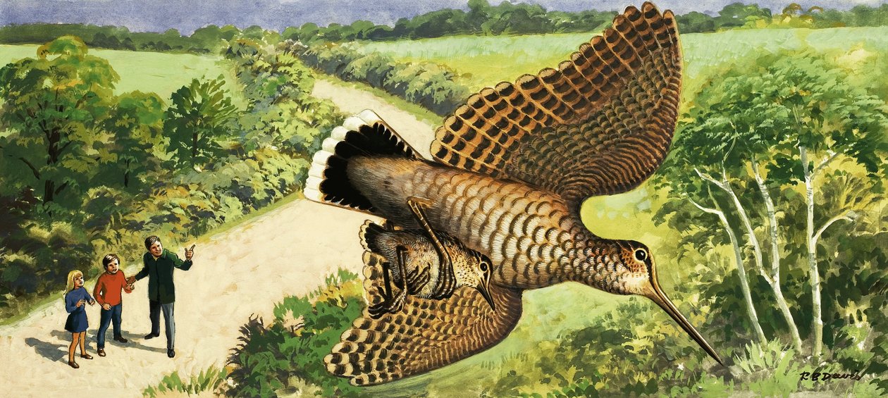 Mirando a la naturaleza: La becada de R.B. Davis