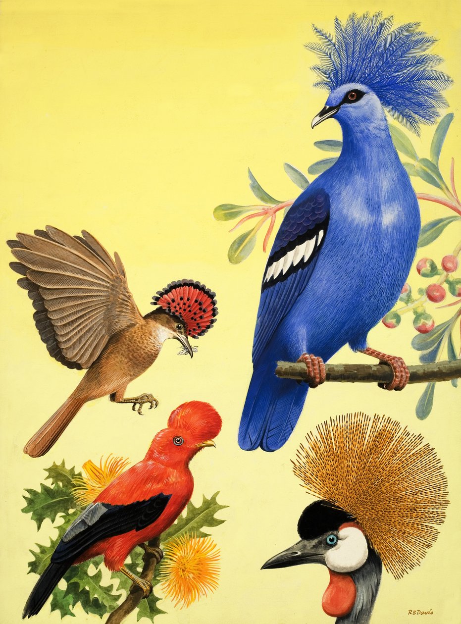 El país de las maravillas de la naturaleza: Pájaros con corona de R.B. Davis