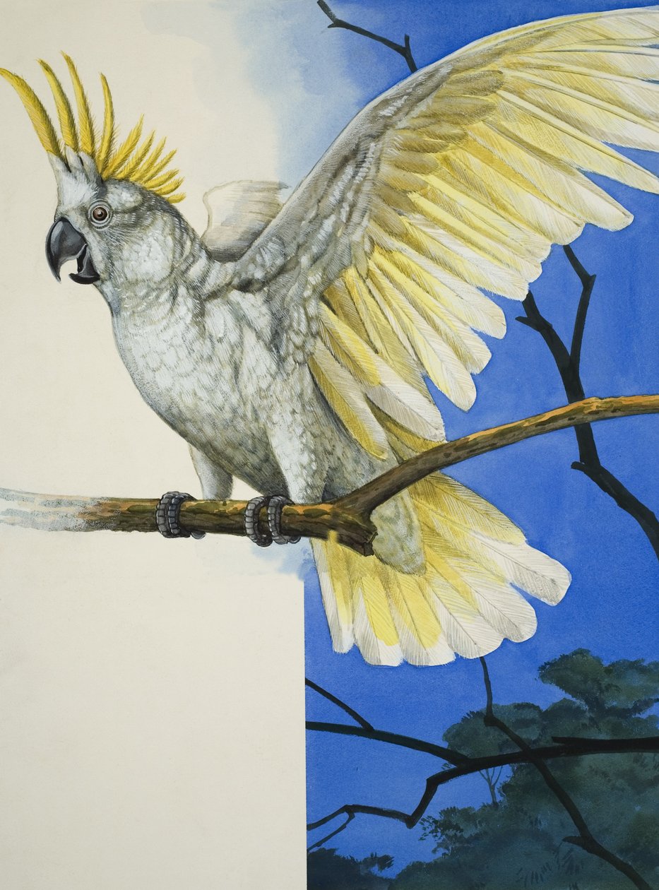 Cacatúa sulfúrea (gouache sobre papel) de R.B. Davis