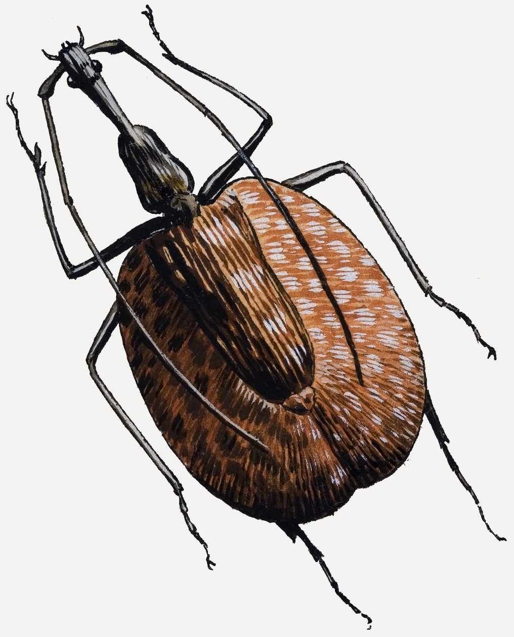 Gorgojo, de la familia de los escarabajos de R.B. Davis