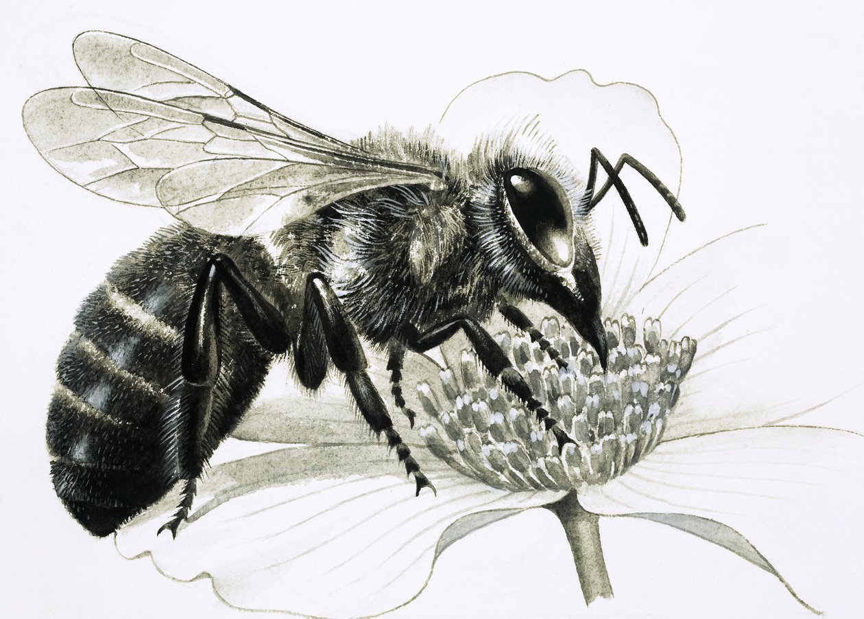 Abeja obrera recolectando néctar de la flor de R.B. Davis