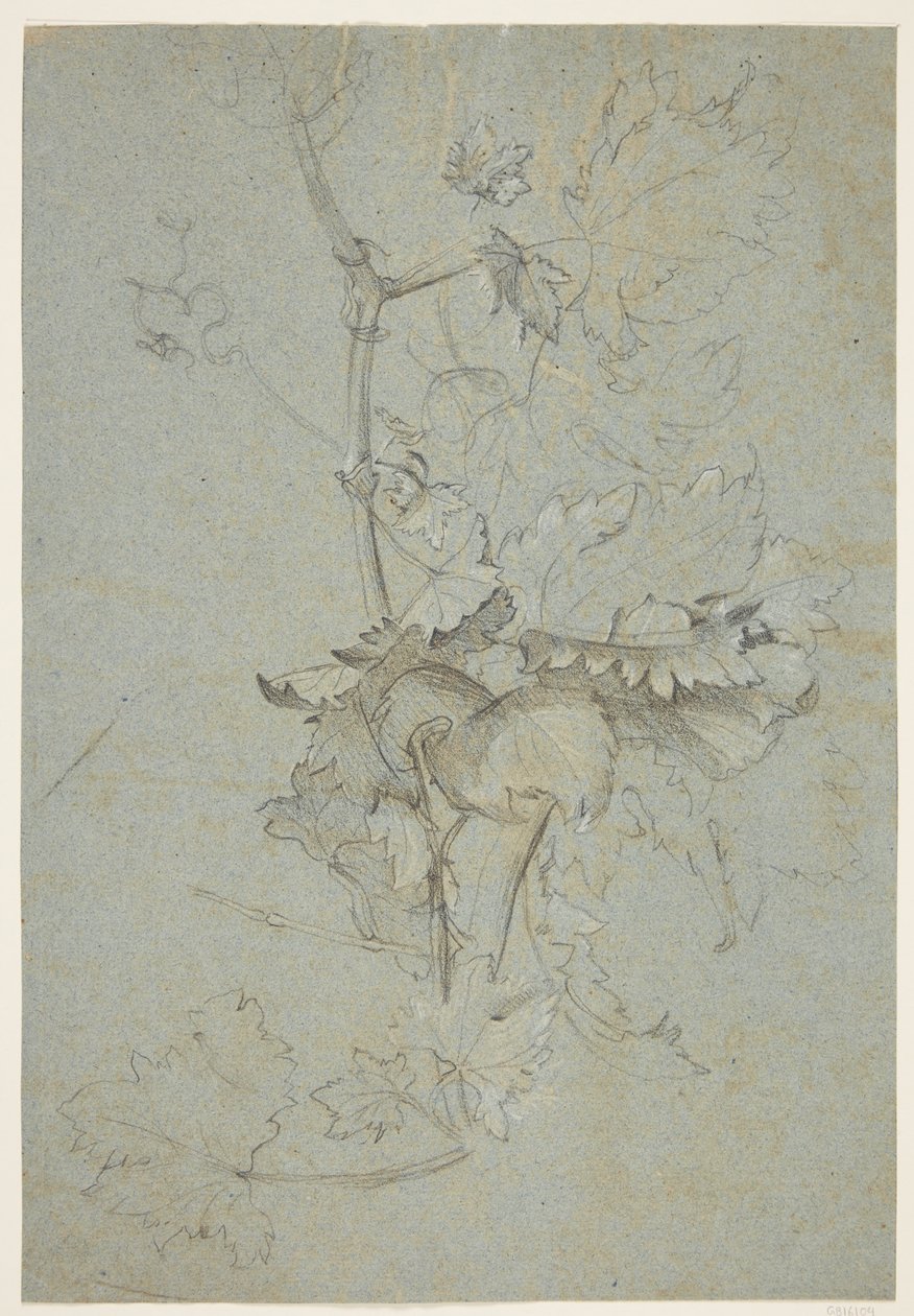 Estudio de plantas de Rachel Ruysch