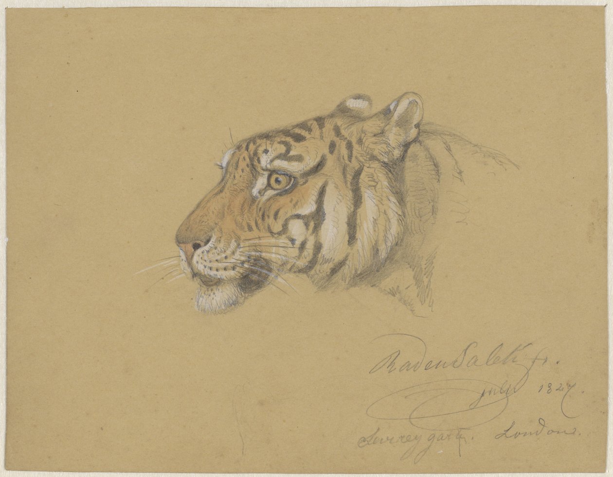 Cabeza de tigre de Raden Sarief Bastaman Saleh