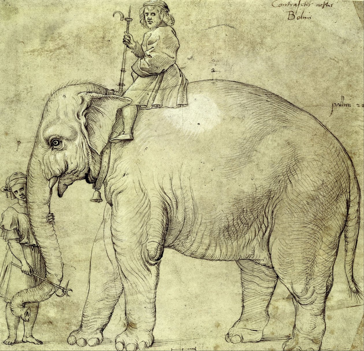 El elefante Hanno de Raffaello Sanzio Raphael