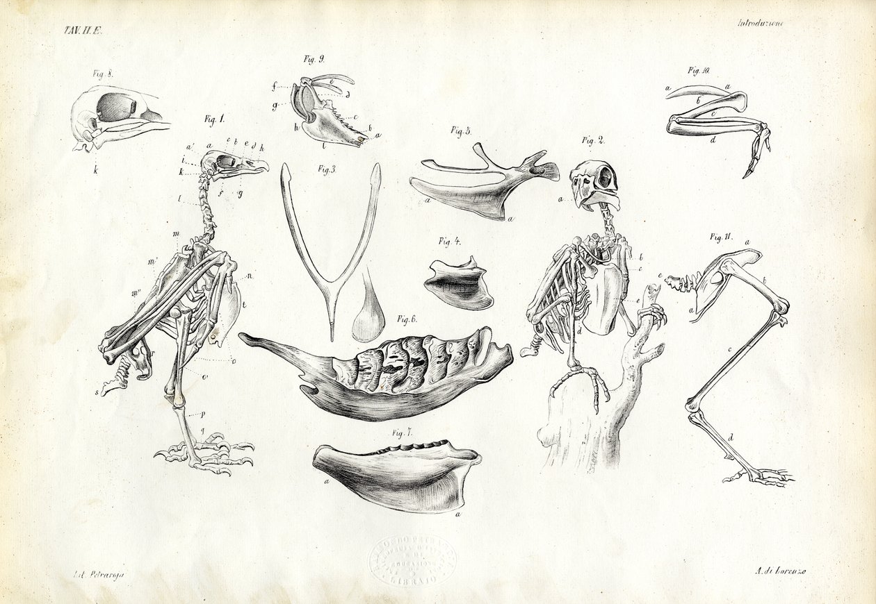 Anatomía, 1863-79 de Raimundo Petraroja