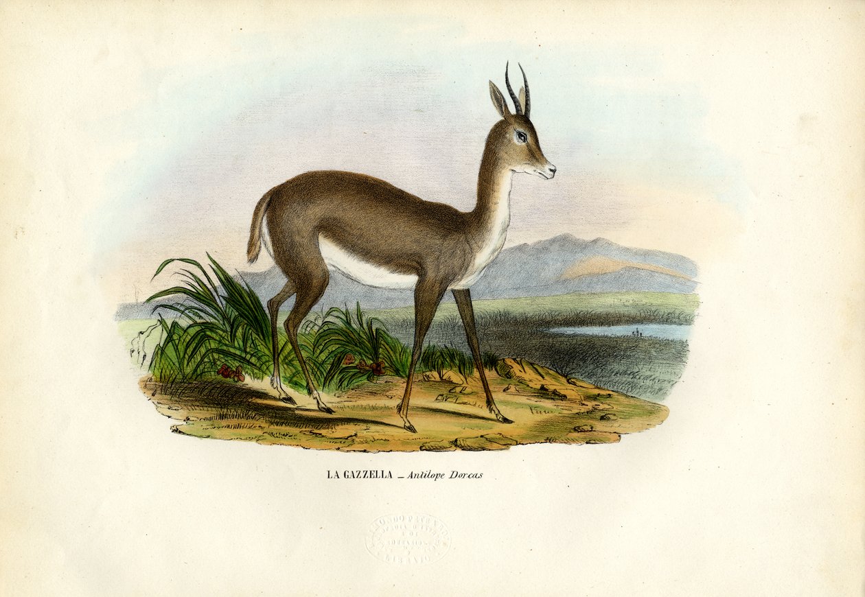 Gacela árabe, 1863-79 de Raimundo Petraroja