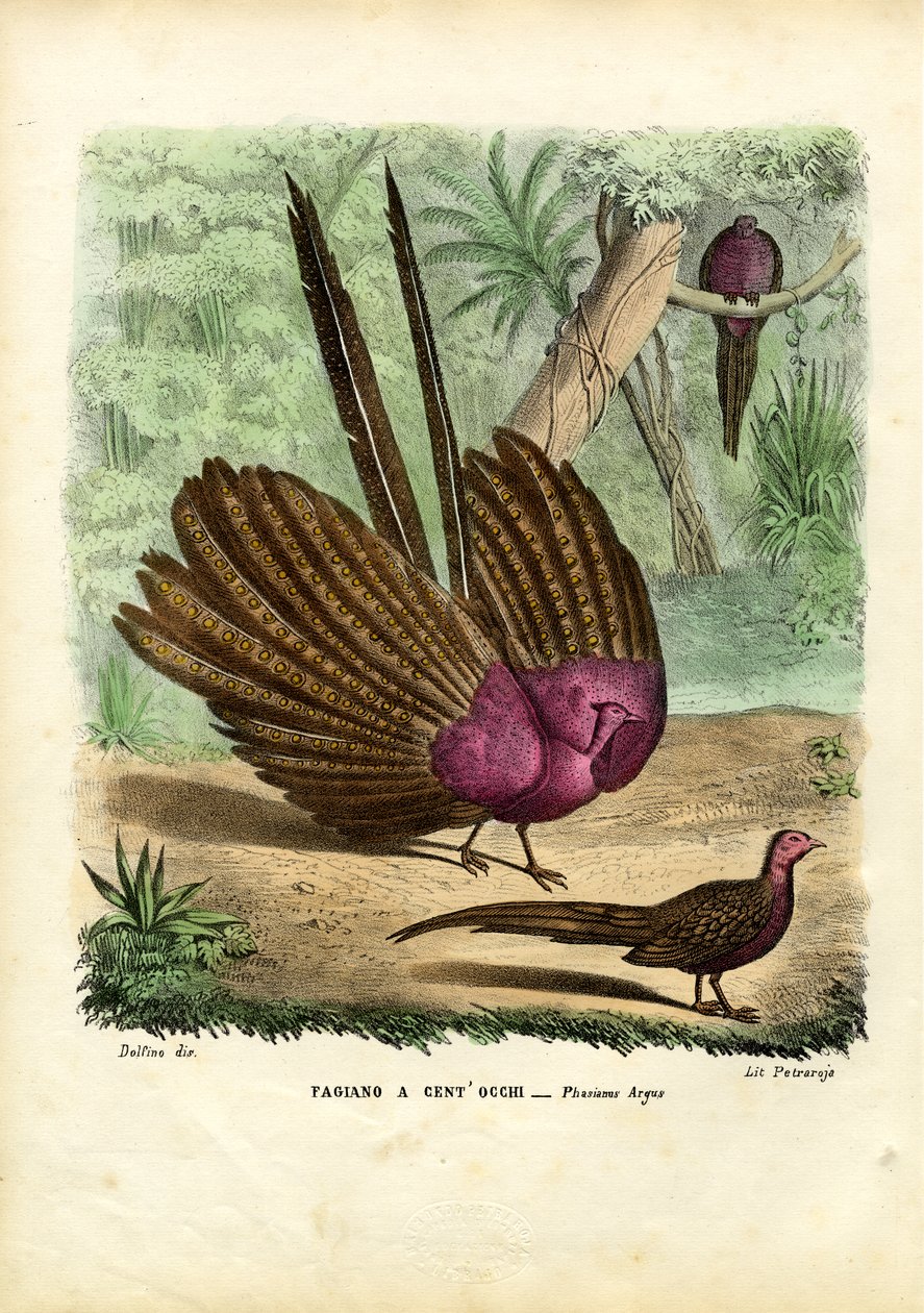 Faisán Argus, 1863-79 de Raimundo Petraroja