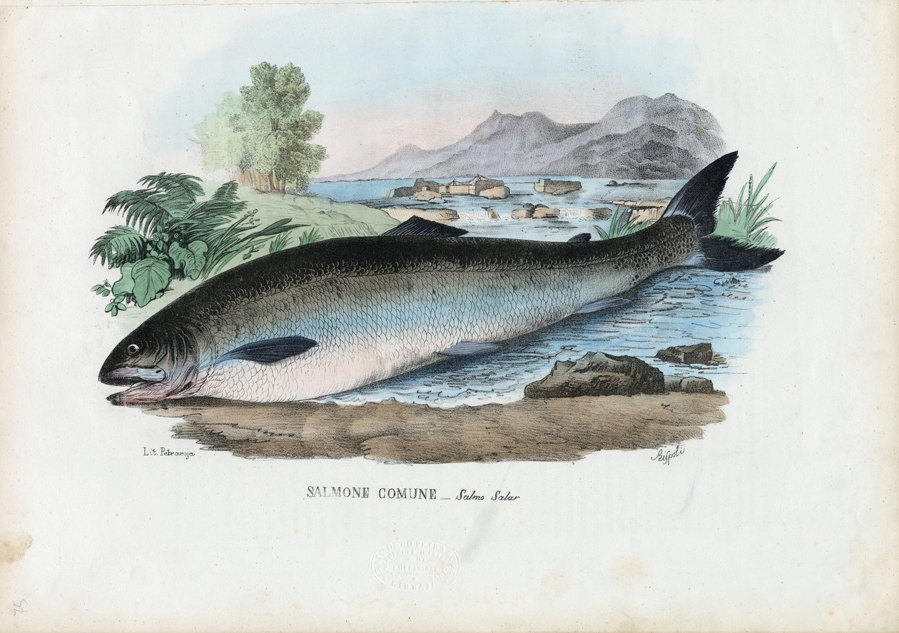 Salmón Atlántico, 1863-79 de Raimundo Petraroja