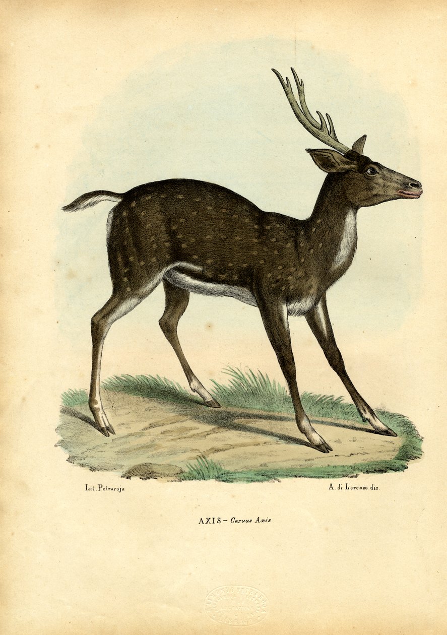 Ciervo Axis, 1863-79 de Raimundo Petraroja