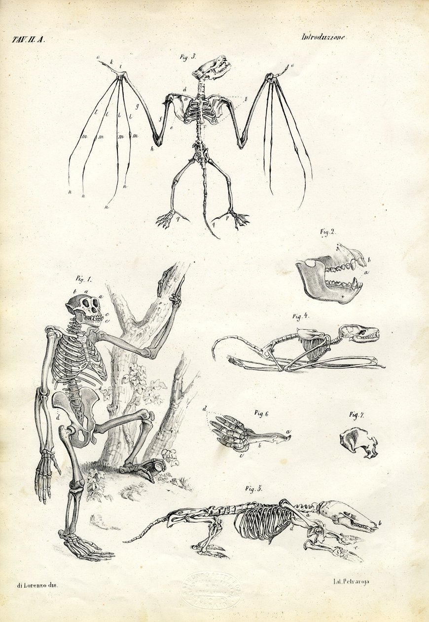 Murciélago, 1863-79 de Raimundo Petraroja
