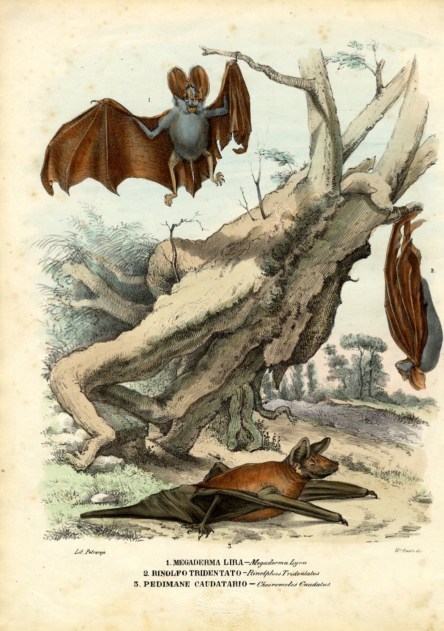 Murciélagos, 1863-79 de Raimundo Petraroja