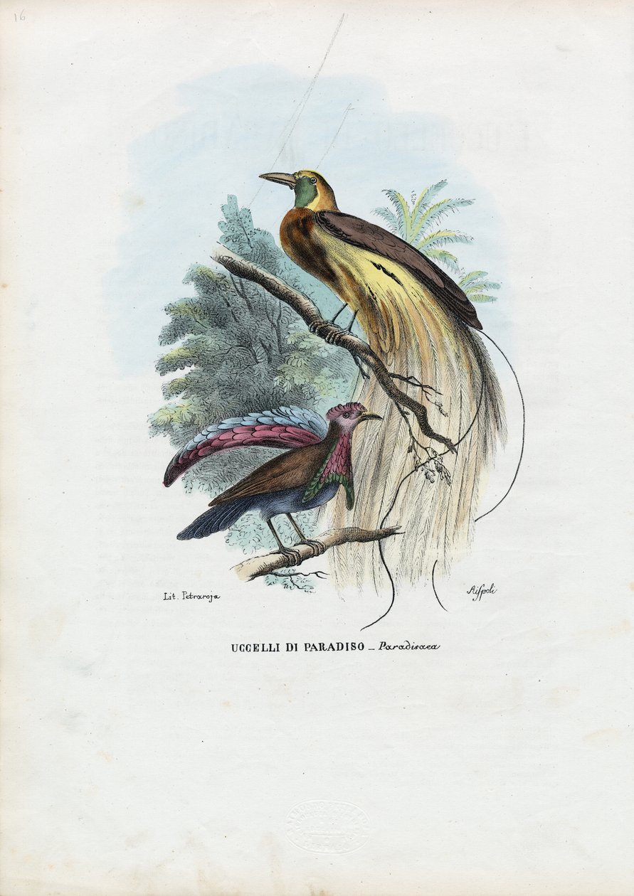 Ave del paraíso, 1863-79 de Raimundo Petraroja