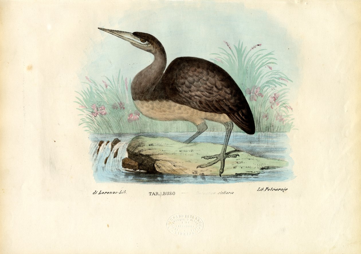 Avetoro, 1863-79 de Raimundo Petraroja