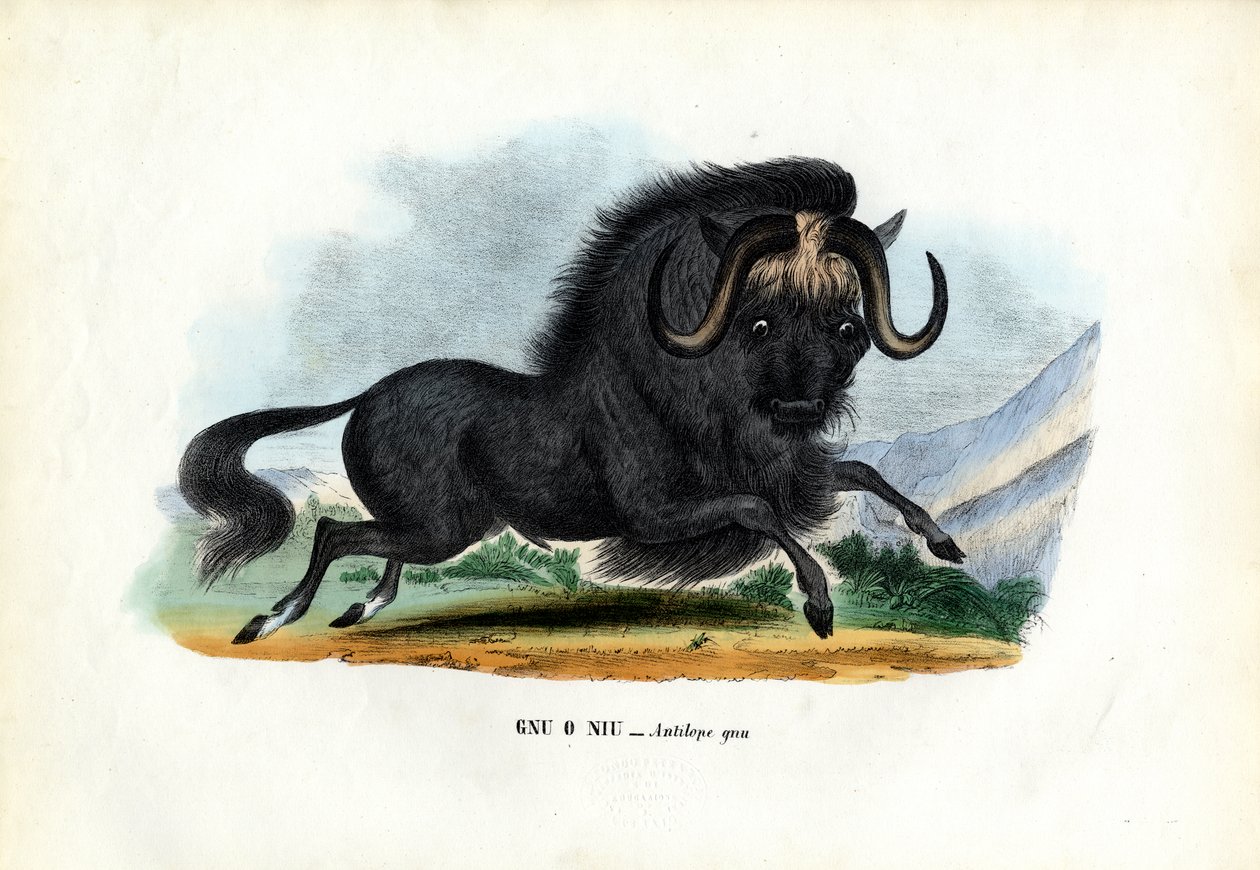 Ñu negro, 1863-79 de Raimundo Petraroja