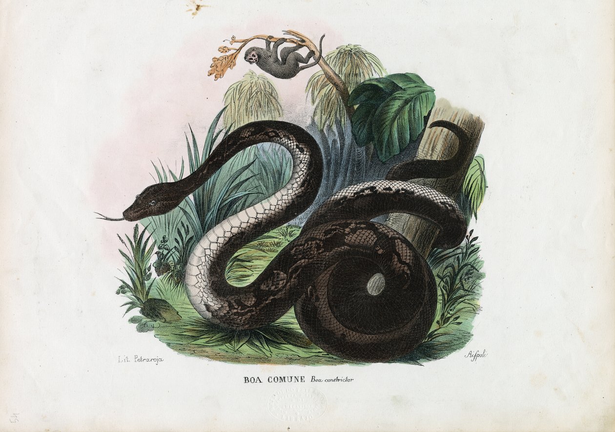 Boa constrictor, 1863-79 de Raimundo Petraroja