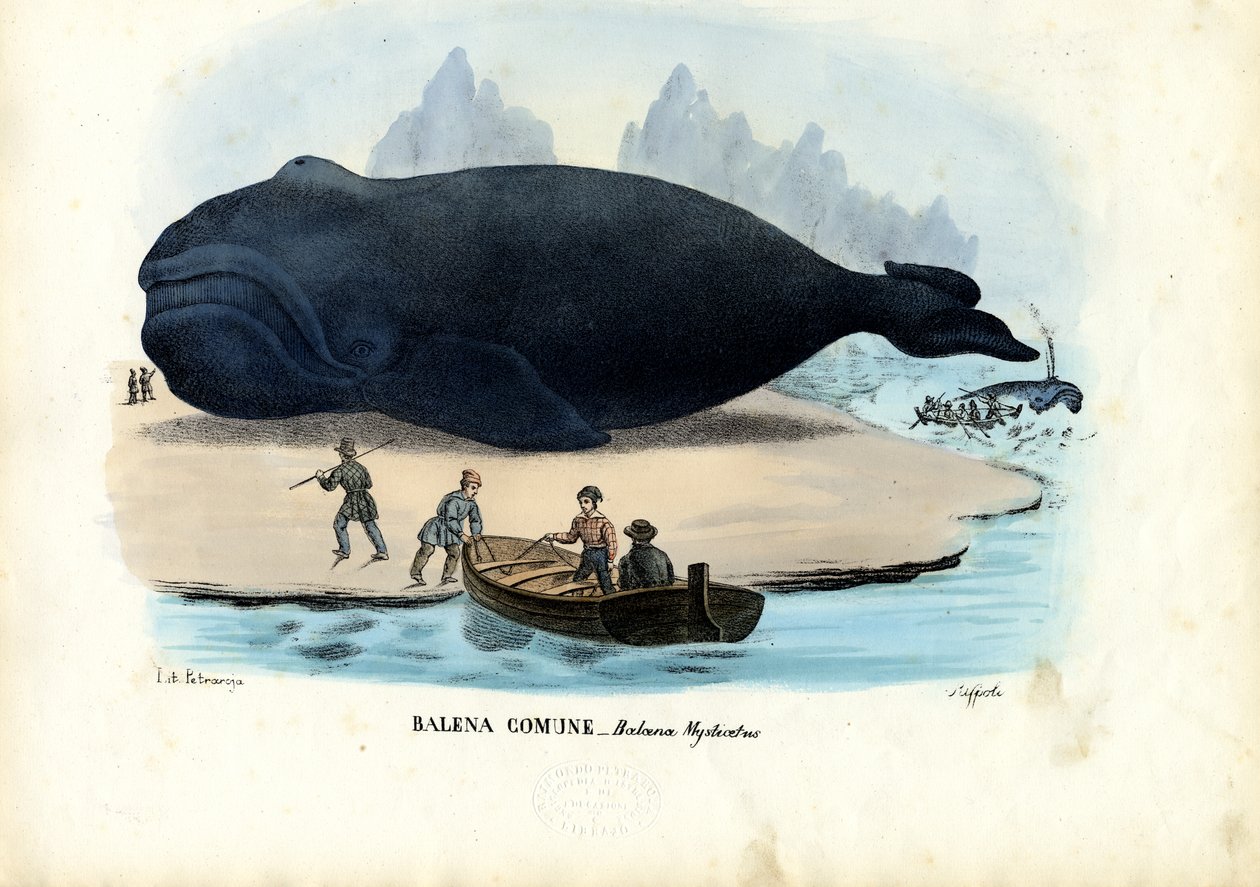 Ballena de Groenlandia, 1863-79 de Raimundo Petraroja
