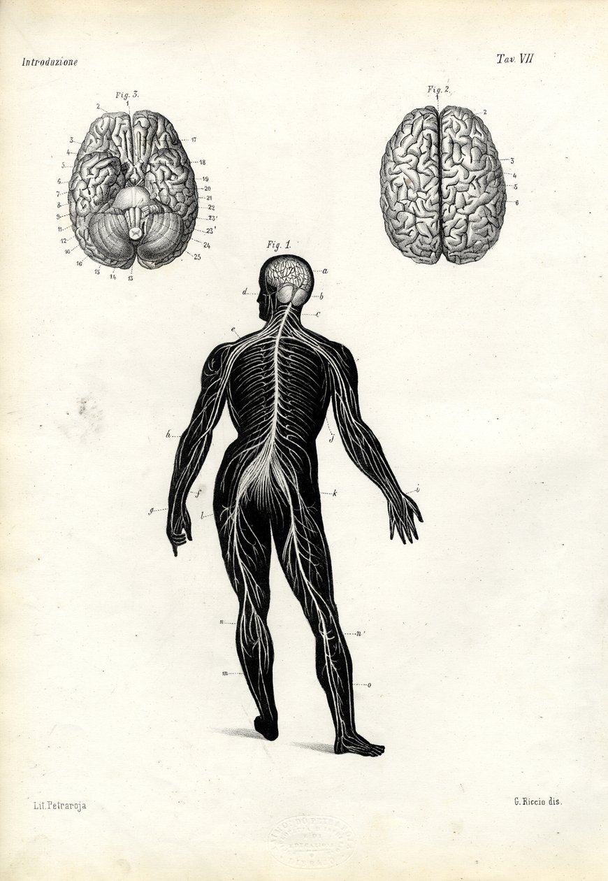 Cerebro, 1863-79 de Raimundo Petraroja
