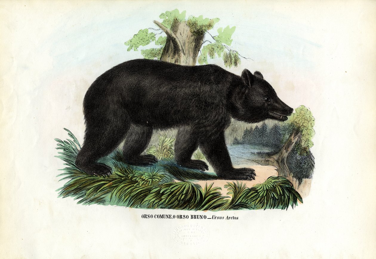Oso pardo, 1863-79 de Raimundo Petraroja