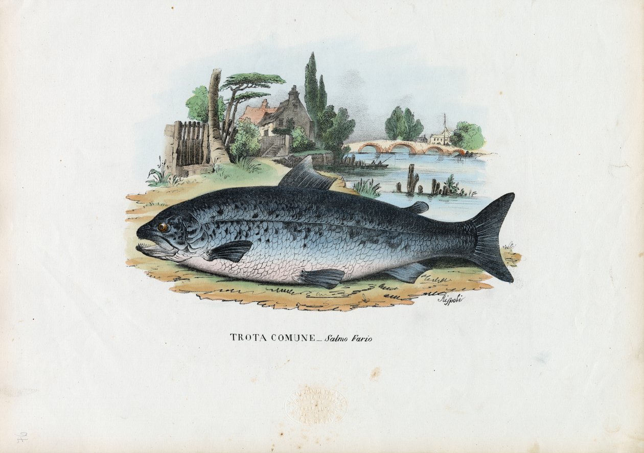 Trucha marrón, 1863-79 de Raimundo Petraroja