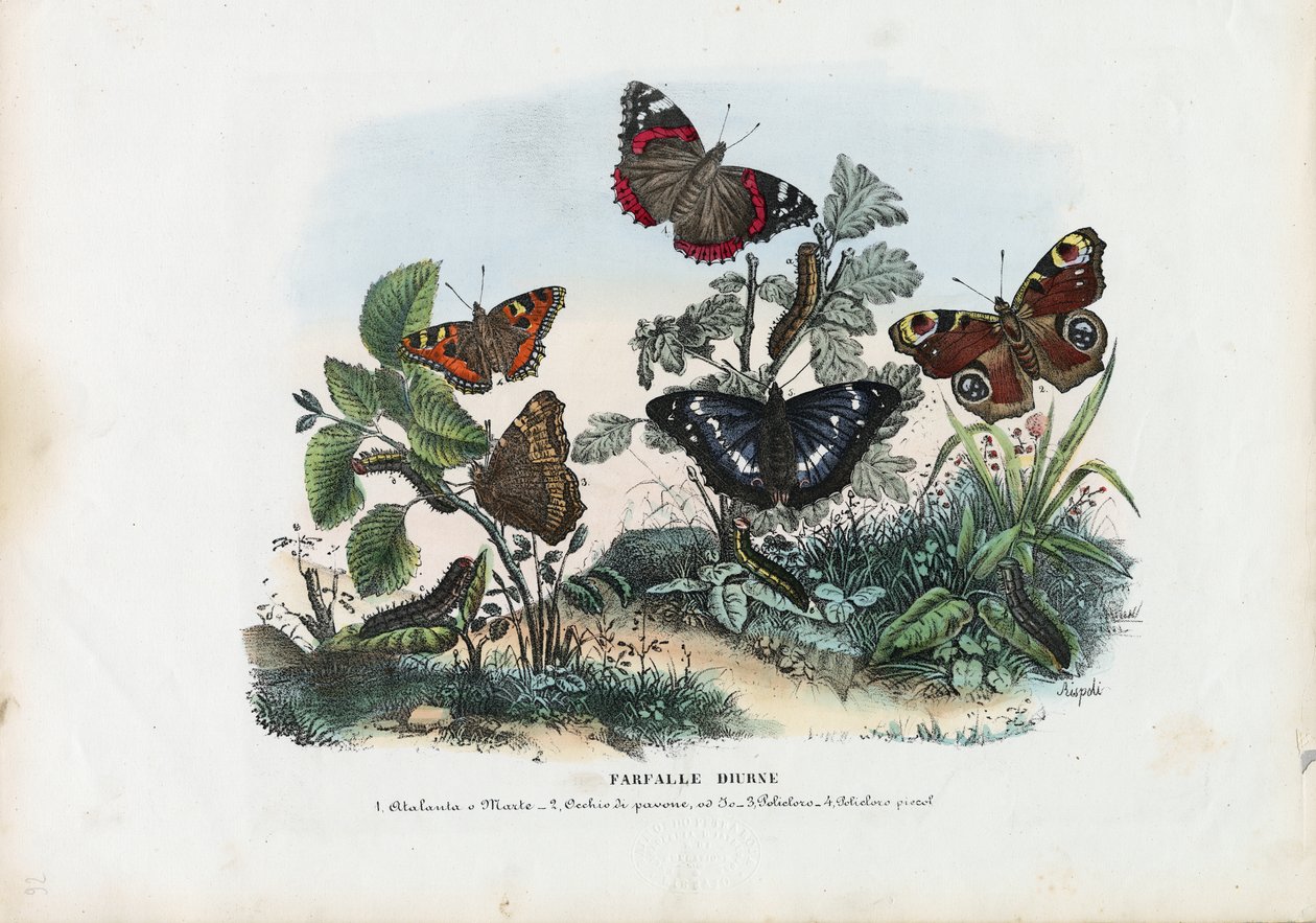 Mariposas, 1863-79 de Raimundo Petraroja
